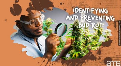 identifying preventing bud rot