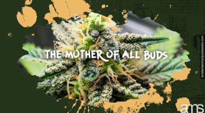 MOAB The mother of all marijuana buds