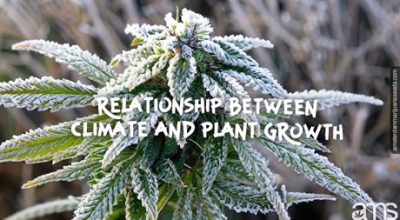 cannabis plant covered in frost