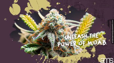 Unleash the Power of MOAB Mother of All Buds AMS