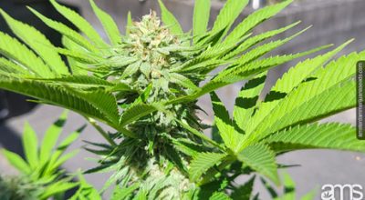 Cannabis plant in symbiosis with humans