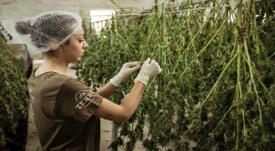 Woman curing marijuana plants
