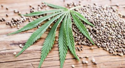cannabis seeds