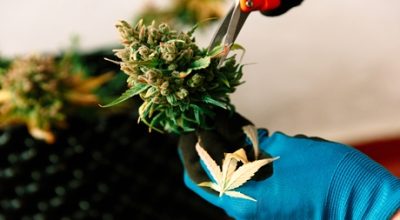 Dry Trimming Marijuana