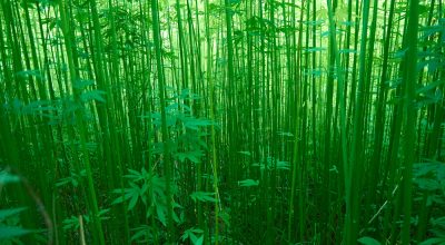 differences hemp cannabis