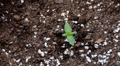 Weed Seedling