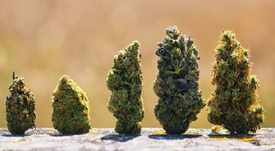 cannabis buds in a row