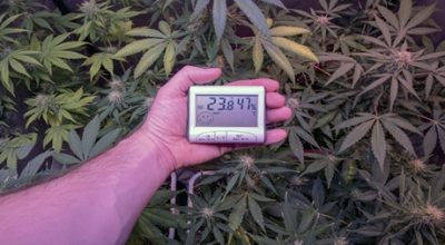 Marijuana Climate
