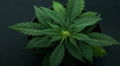 Growing Top Shelf Cannabis at Home