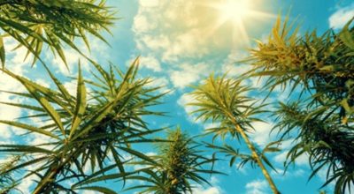 Growing Weed in Windy Areas