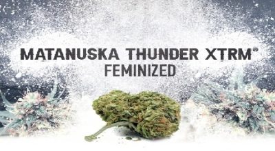 Matanuska Thunder XTRM Seeds