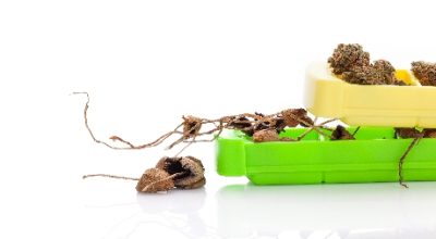 microdosing marijuana