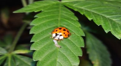 Lady Stink Bug