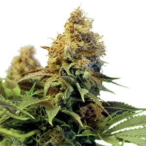 Northern Lights XTRM Regular Seeds