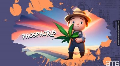 Phosphorus Deficiency Weed
