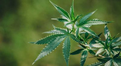 Marijuana Regulation in Europe