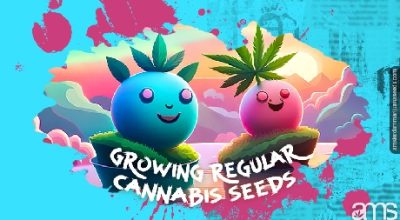 two regular marijuana plants