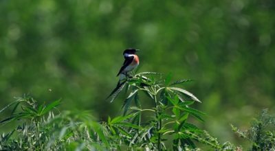 Weed Eating Bird