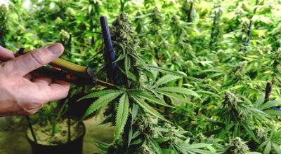 Pruning Weed Plants