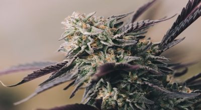 Purple Marijuana