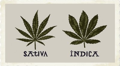 distinction high stoned