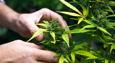 cannabis plant leaf