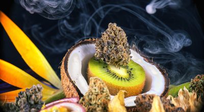 cannabis terpenes