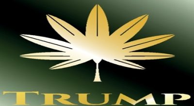 Trump Marijuana