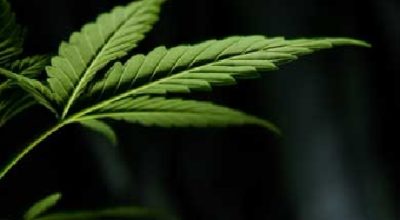cannabis-infused capsules