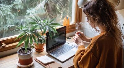 Working at a desk with a cannabis plant nearby – weed and productivity combined at home