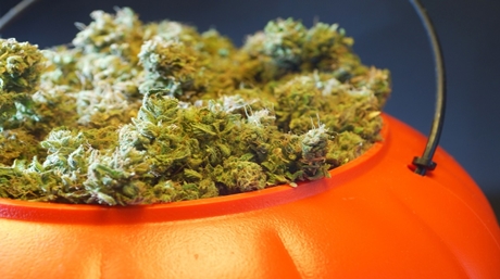 Halloween Marijuana