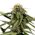 Haze Feminized Seeds