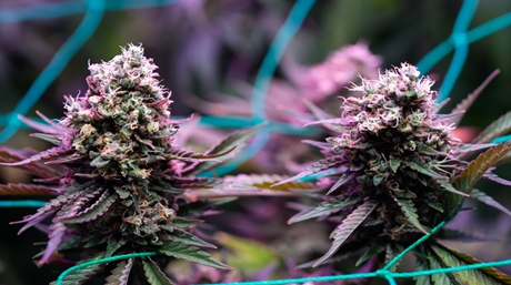 Haze weed strain
