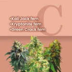 Heavy Duty Feminized Combo