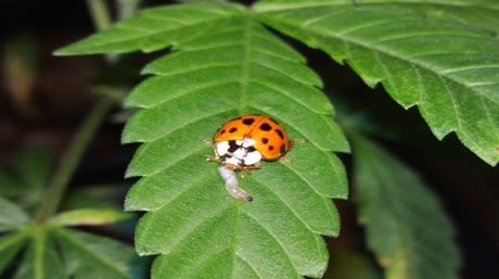 Lady Stink Bug