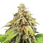 Pixie Dust Feminized Seeds