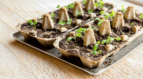 Cannabis Seedlings