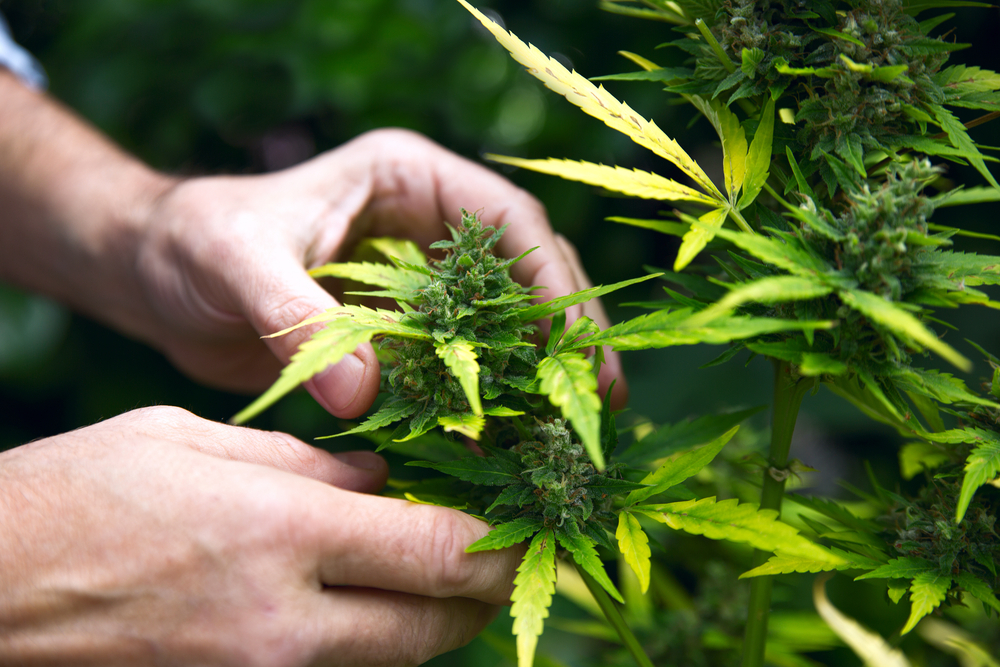 cannabis plant leaf
