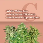 White Widow Feminized Combo